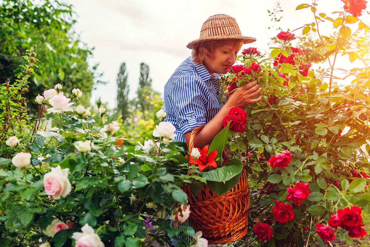 Fragranced Plants That You Should Plant in Your Garden