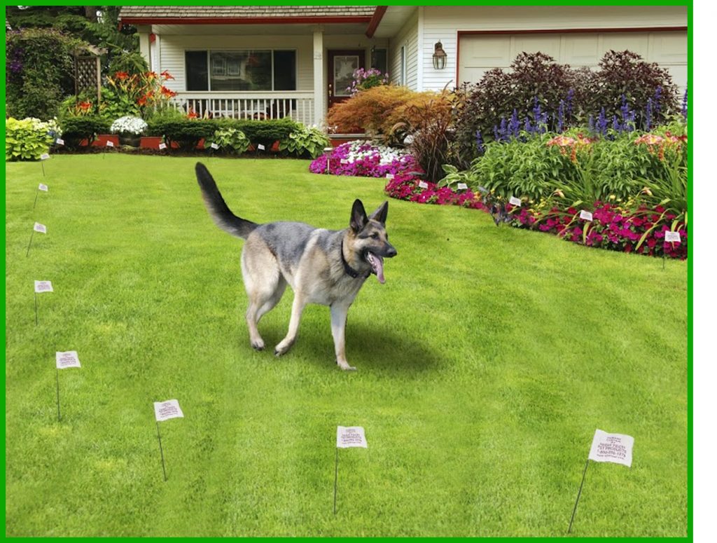 How to Choose the Best Invisible Dog Fences For Your Pet Garden Geek